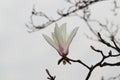 White MagnoliaÃ¯Â¼ËMagnolia denudata Desr.Ã¯Â¼â°